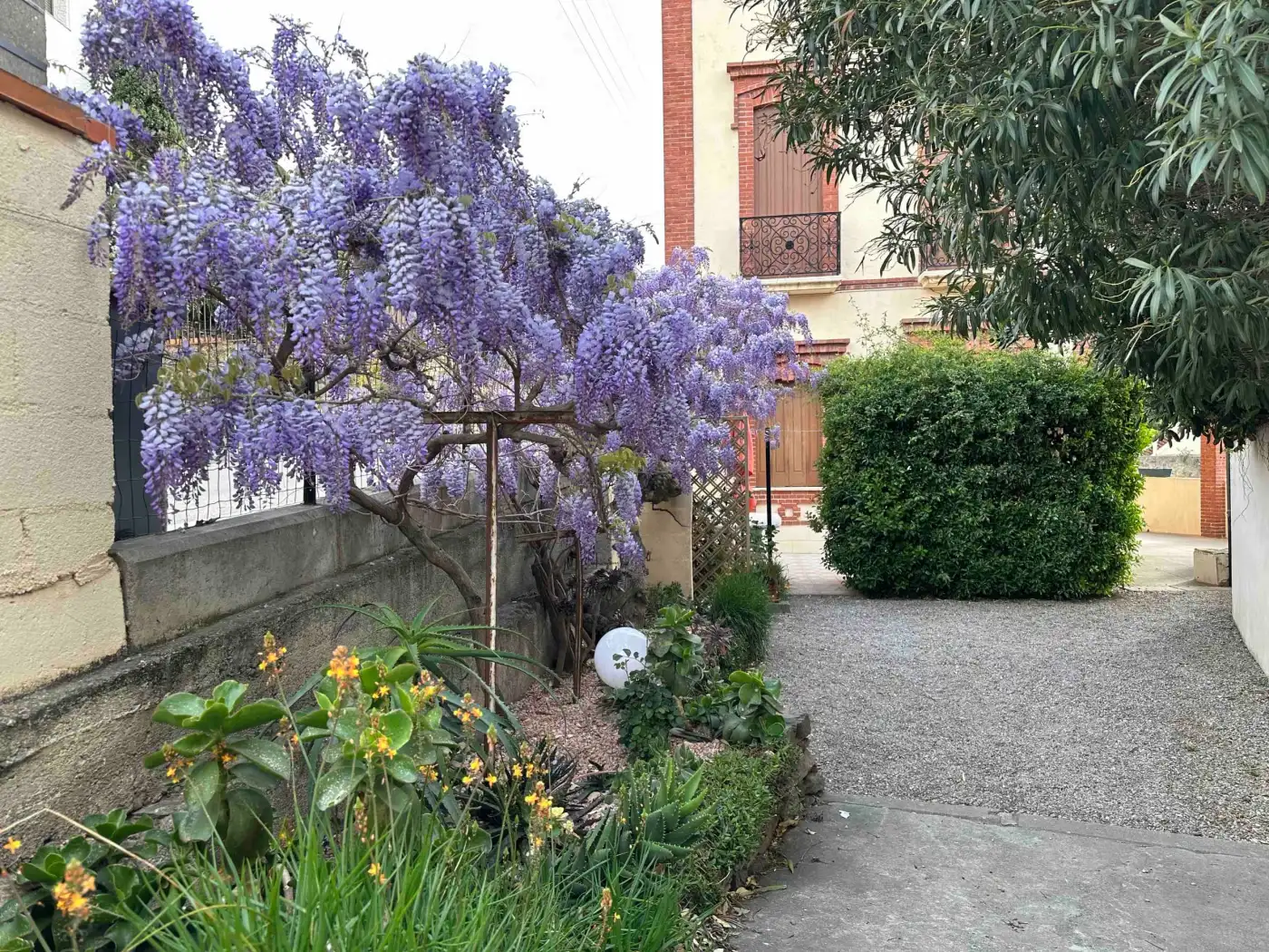 Glycine en fleurs